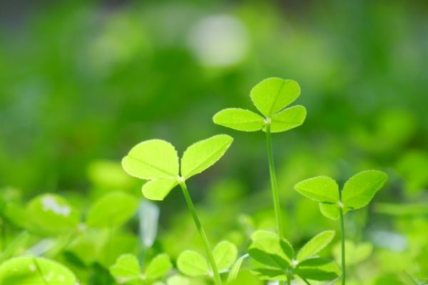 筋膜リリースは整体やマッサージとどう違うの?