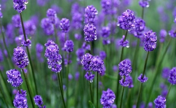 万能アロマスプレーで夏を乗り切ろう♪