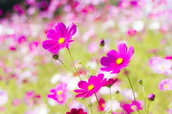 お肌がキレイになるための早道は？！