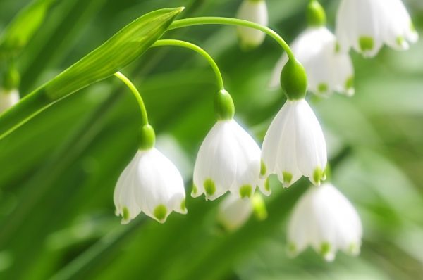 肩甲骨が動く人は太らない